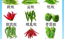 大辣椒品种繁多，如何通过图片名称快速识别并选择适合种植的品种？