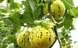 香瓜早春大棚种植咋管理？