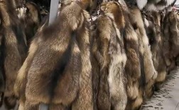 诸城现在狐狸貉子价格