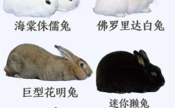 常见兔子养殖品种有哪些？