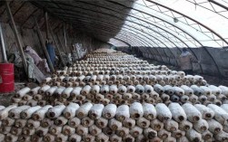 冬季大棚香菇如何精细管理？