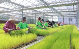 水稻育苗视频有哪些关键技术？