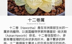 玉露品种大全图解，有哪些常见品种？