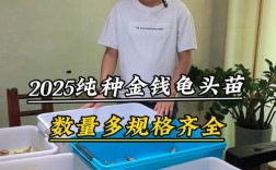 2025金钱龟苗价格多少钱一只？