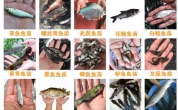 浙江革胡子鲶鱼苗价格