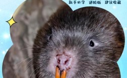 广西梧州竹鼠养殖技术