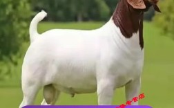 波尔山羊种羊小羊价格