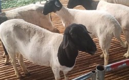 繁殖母羊要什么品种好