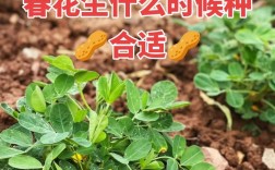 春花生怎么种才高产？管理技巧有哪些？