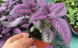 紫色叶子植物有哪些常见品种？