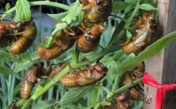 知了猴自然种植技术如何实现高效繁殖？