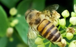 意蜂养蜂技术视频哪里下载？