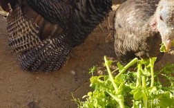 哪个火鸡品种产蛋多