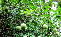 哪种桔子树有刺？