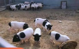 香猪生态养殖技术视频要点有哪些？