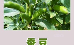 最新蚕豆品种亩产究竟有多高？