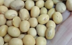 安徽宿州今日大豆价格多少钱？