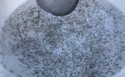 南美白对虾育苗新技术有何突破？