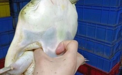 黄沙鳖养殖技术视频，如何高效生态养殖？