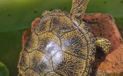 2025年欧泽龟价格会涨还是跌？