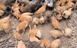 柴鸡养殖技术要点有哪些？