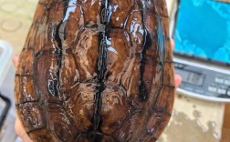 金石龟一斤售价多少？