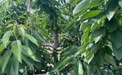 郴州美早樱桃苗品种怎么排？