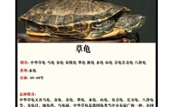 如何一眼认出小乌龟的品种？