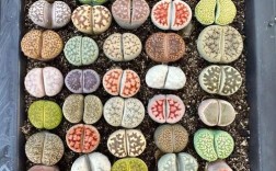 石生花哪些品种颜值最高？