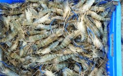 北方水产养殖品种有哪些？