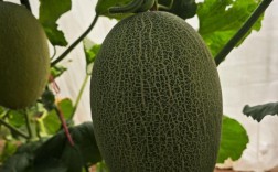 海南哈密瓜有几个品种