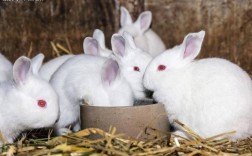 2025年家养兔子价格会涨还是跌？