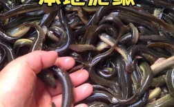 泥鳅苗品种怎么选？