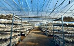 香菇大棚种植技术视频有哪些要点？