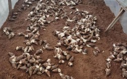 贵州白玉蜗牛养殖技术有哪些要点？