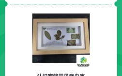 如何科学防治蜜蜂病虫害？