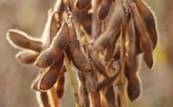 黄豆成熟最快品种是哪个？