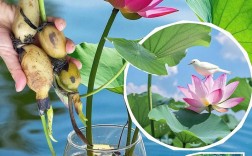 藕塘套养哪几种品种效益最佳？