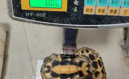 2025年石龟苗最新价格