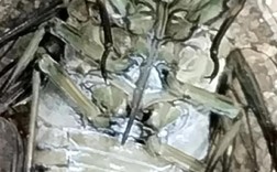 人工知了繁殖技术视频，如何高效培育？