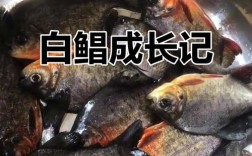 淡水白鲳鱼养殖技术要点有哪些？