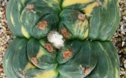 鸾凤玉的品种分类鉴别