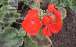 马蹄纹天竺葵有哪些常见品种？