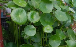 哪类品种的铜钱草好养