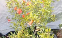 春季盆栽石榴怎么管？