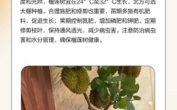 榴莲种植技术有哪些关键要点？