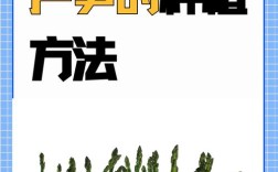 芦笋种植如何致富？技术要点有哪些？