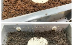 养蚯蚓技术有哪些关键要点？