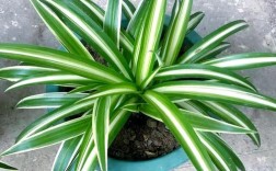 吊兰品种这么多，哪种最常见？