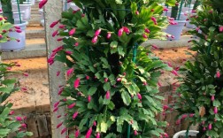 常见蟹爪兰品种有哪些？